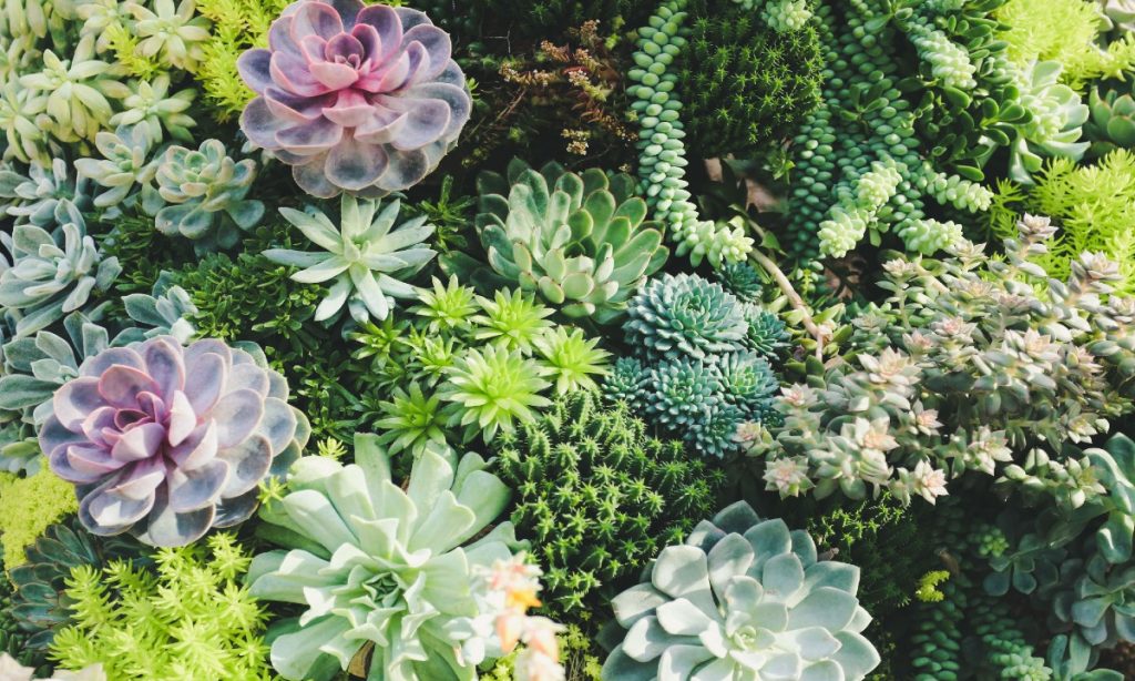 Top succulent plants