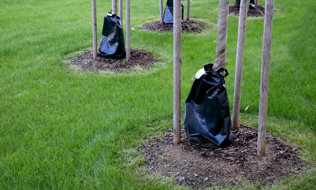 Trees correct Watering using tree water bag