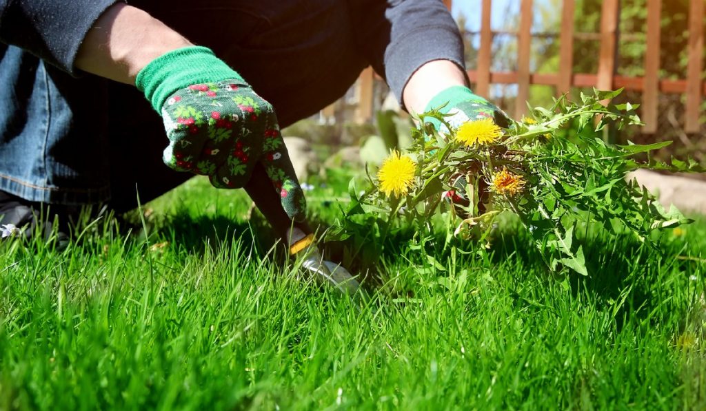 use weed shield to prevent weeds from growing