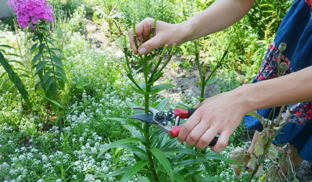 bypass pruners help you trim your plants