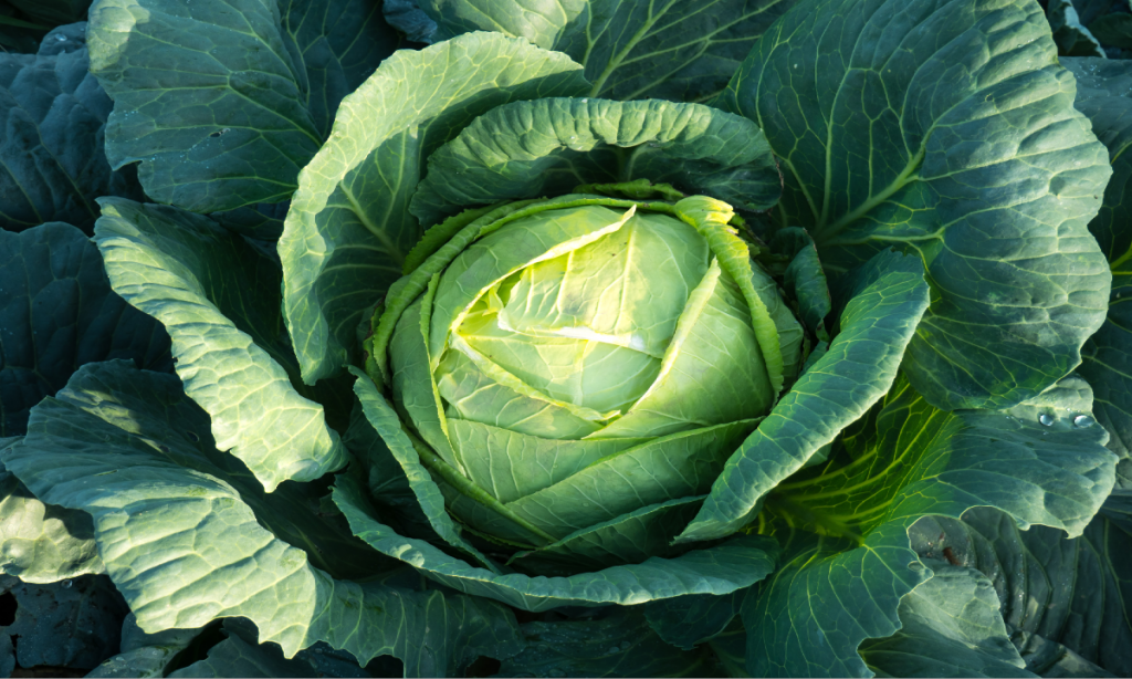 high quality cabbage seed