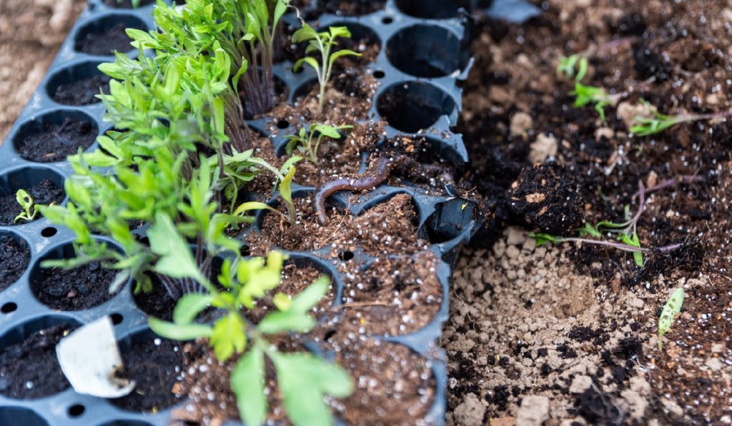 indoor pepper growing kit gardengate Using an indoor pepper growing kit to start growing plants indoors