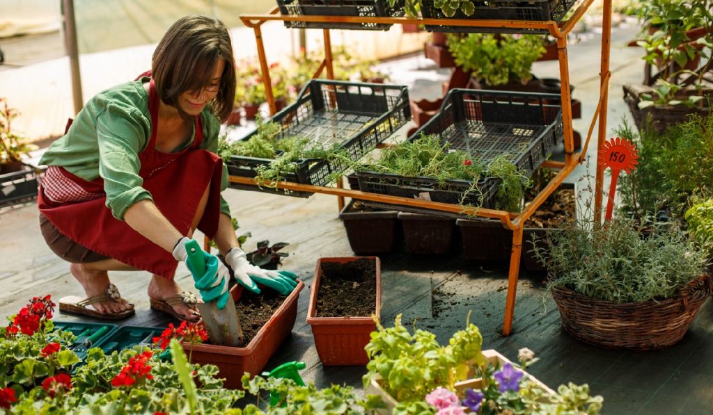 using a transplanting trowel to move your plant