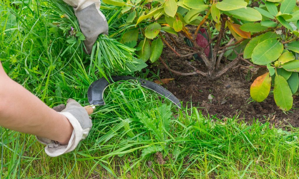 weeding sickle gardengate How To Maintain Your Weeding Sickle