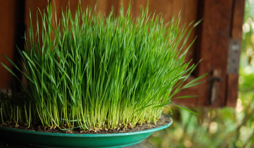 benefits of growing wheatgrass seeds