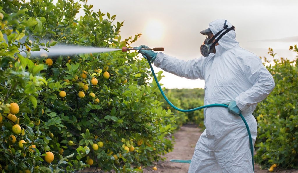 citrus tree fertilizer helps plants grow strong