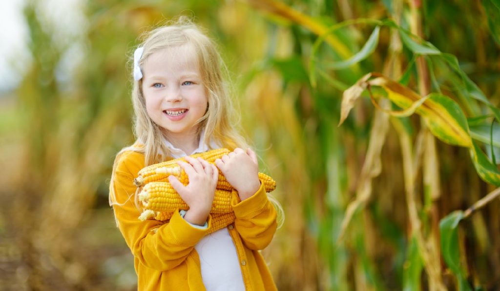 corn seed garden-gate grow your own corn with corn seed