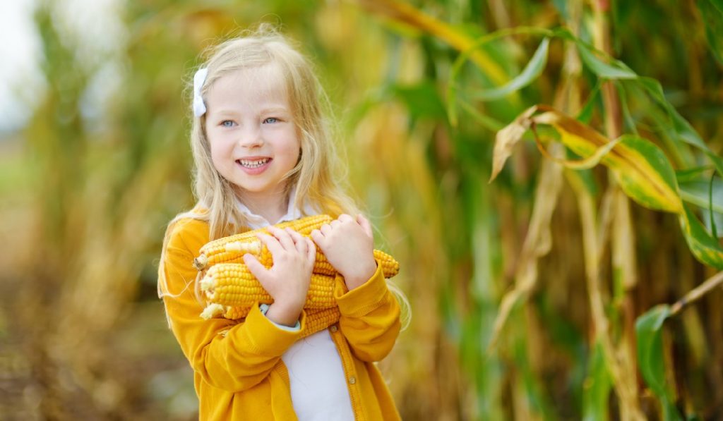 grow your own corn with corn seed