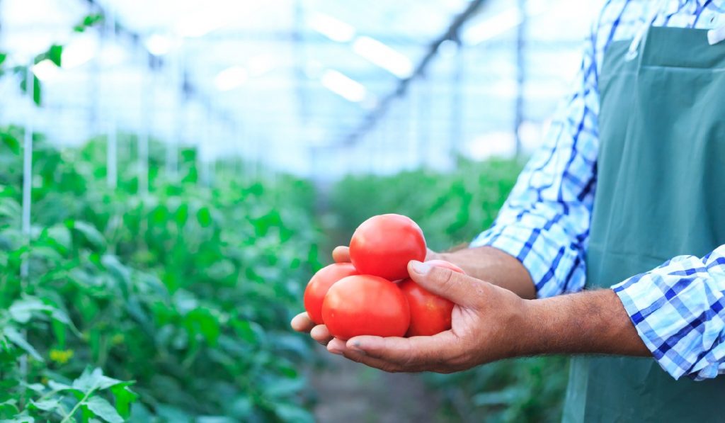 Innovative Ways To Use Tomatoes after growing them with tomato seeds