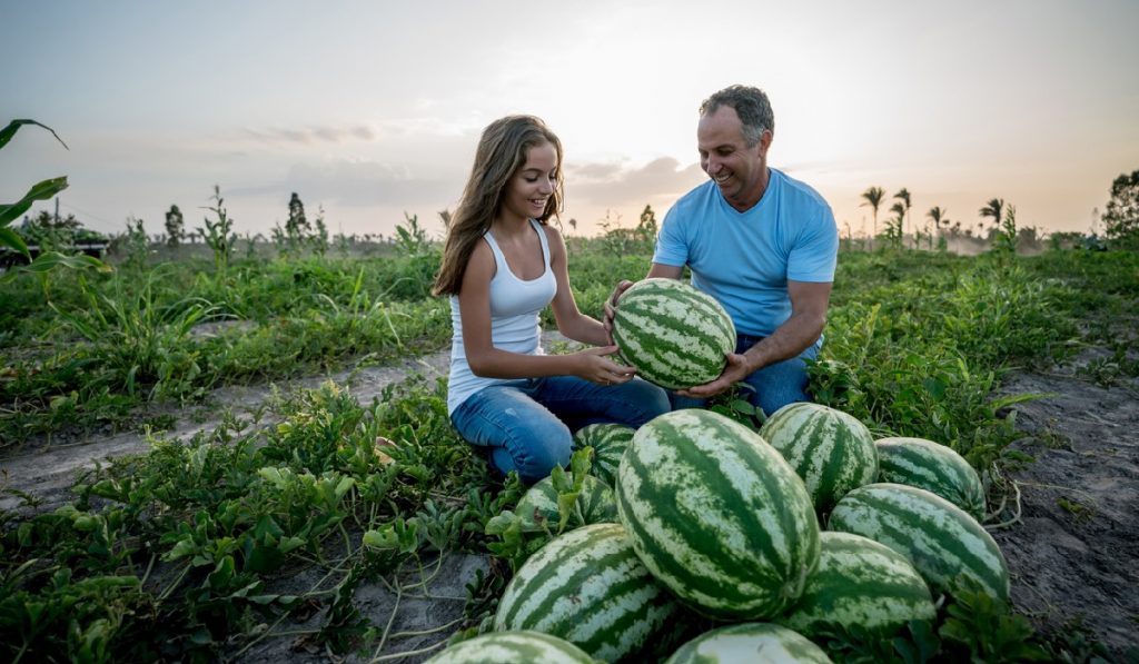 grow different watermelons with watermelon seeds