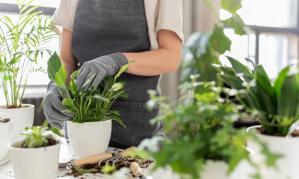 use a grow light bulb to grow plants indoors