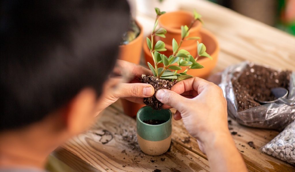 planting bonsai tree in a bonsai tree pot