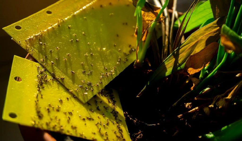 Protect Your Indoor Plants with fly ribbon