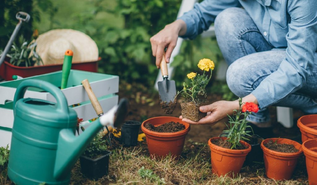 growing fresh flowers in your garden