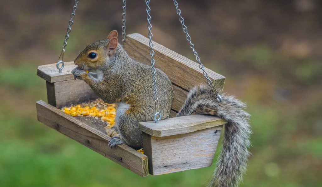 Tips for Keeping Squirrels Away From Your Plants