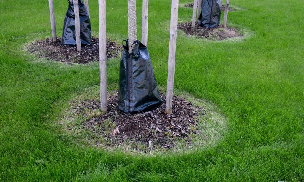 Tips on how to use tree watering bag