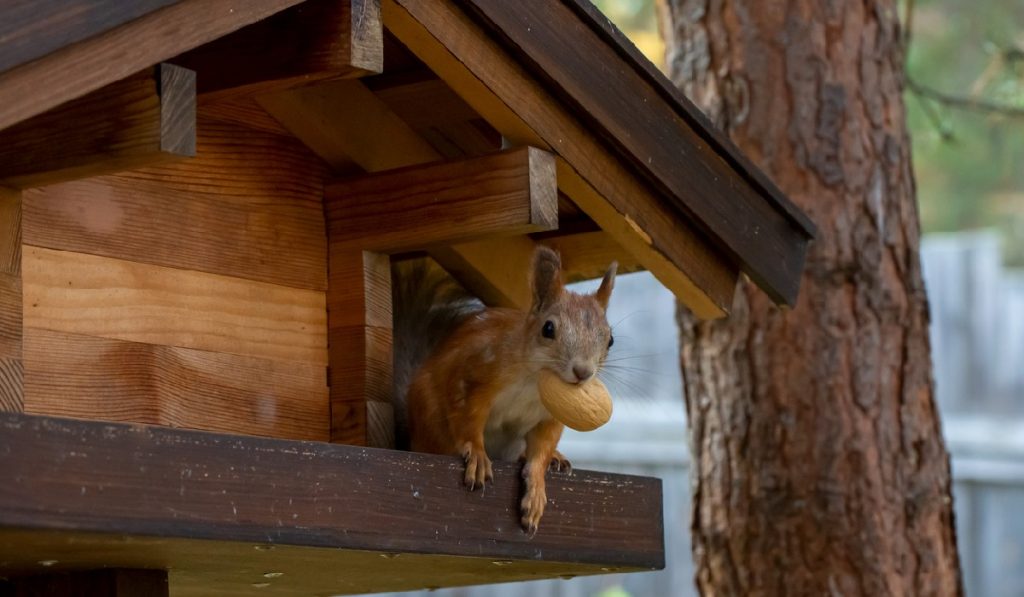 Humanely Keep Squirrels Out of Your Garden