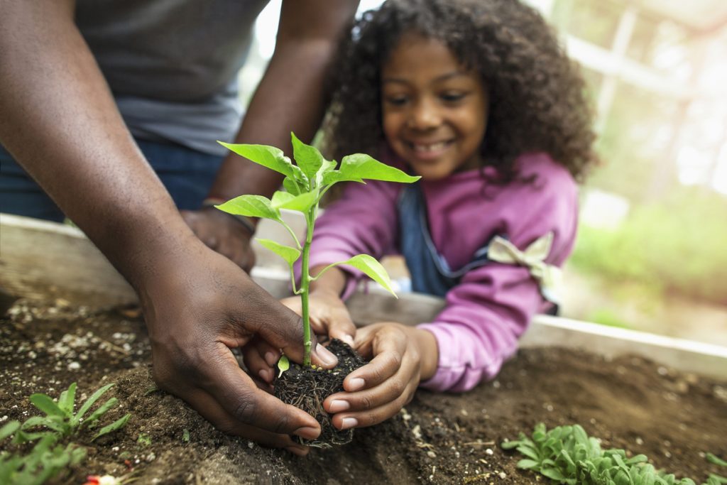 The Basics of Growing a Vegetable Garden