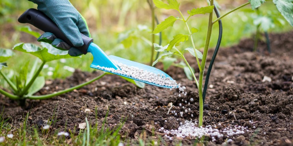 Farmer giving granulated fertilizer to young tomato plants