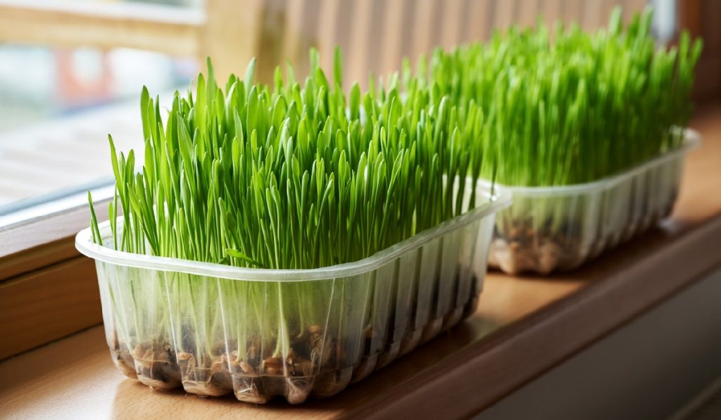 Fresh homegrown green barley grass near the window