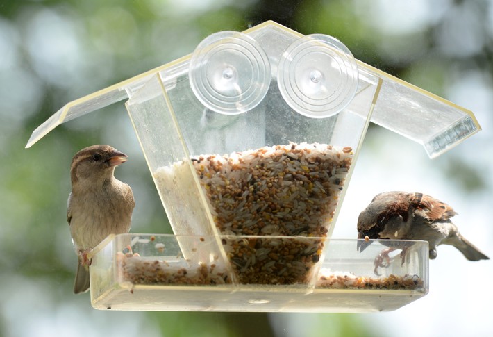 top-rated window bird feeder