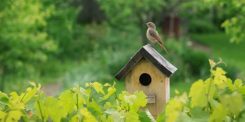 gifts-for-bird-watchers garden-gate Redstart on the birdhouse in the rainy green garden