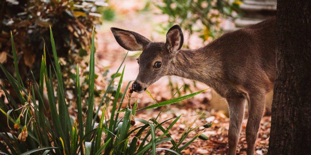 A fawn peeks around a tree to sniff a flower and looks at the camera nervously.