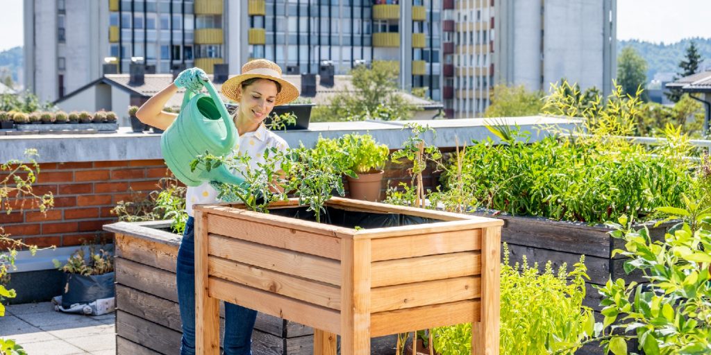 urban-gardening garden-gate Smiling woman watering plants while standing by flowerbed on rooftop vegetable garden on sunny day.