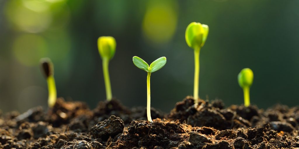 Group of green sprouts growing out from soil