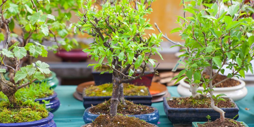 bonsai-tree-meaning garden gate best bonsai trees in 2024