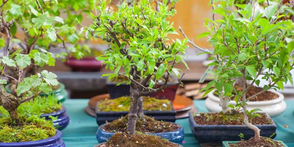 best bonsai trees in 2024