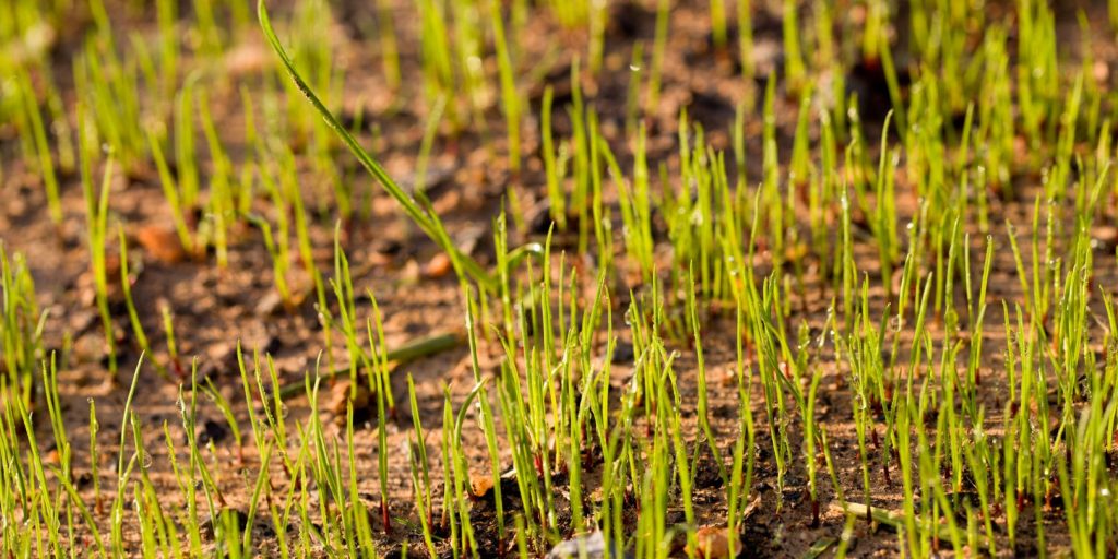 Newly Planted Grass Seeds Start to Grow