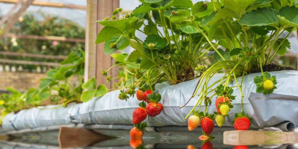 growing-hydroponic-strawberries garden gate Strawberry at hydroponic farm
