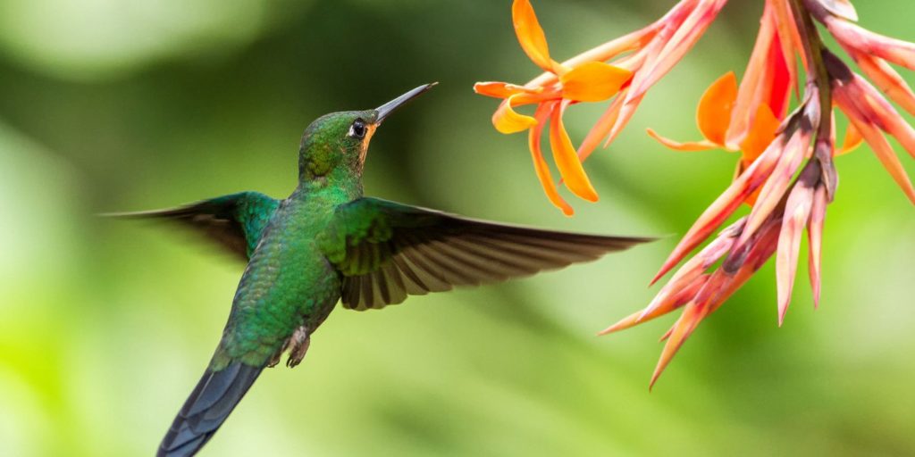 homemade-hummingbird-nectar garden gate Green-crowned Brilliant, Heliodoxa jacula, hovering next to orange flower, bird from mountain tropical forest, Waterfall Gardens La Paz, Costa Rica, beautiful hummingbird sucking nectar from blossom