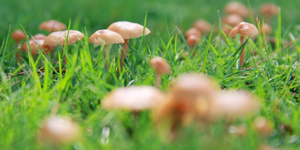 lawn-fungus-repair garden-gate Mushroom on glass