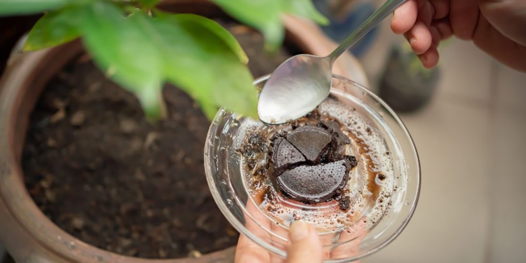 Using coffee ground as a fertilizer