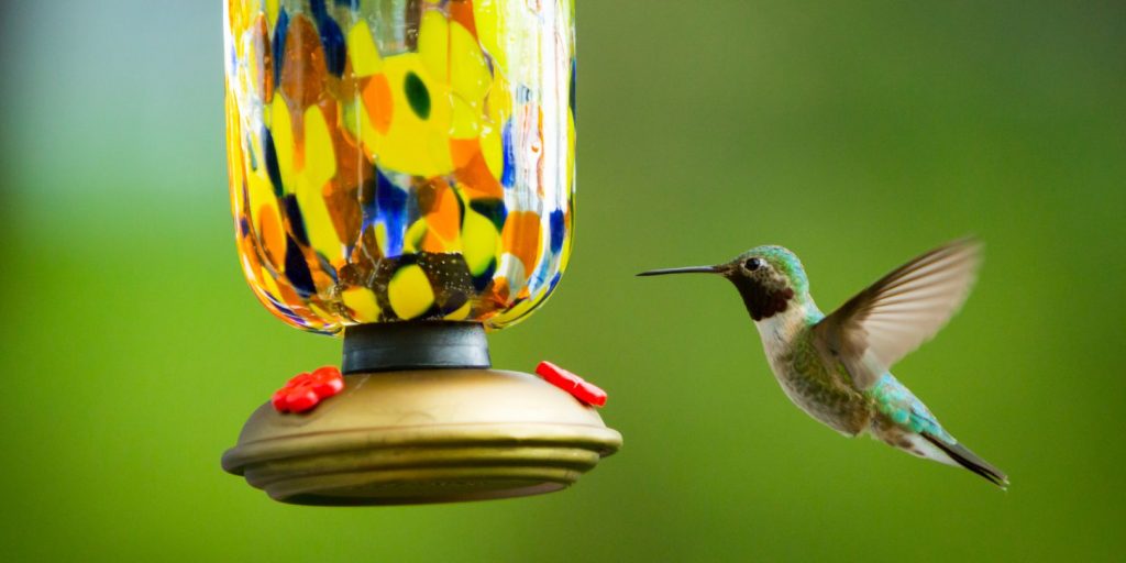 Humming Bird and Feeder