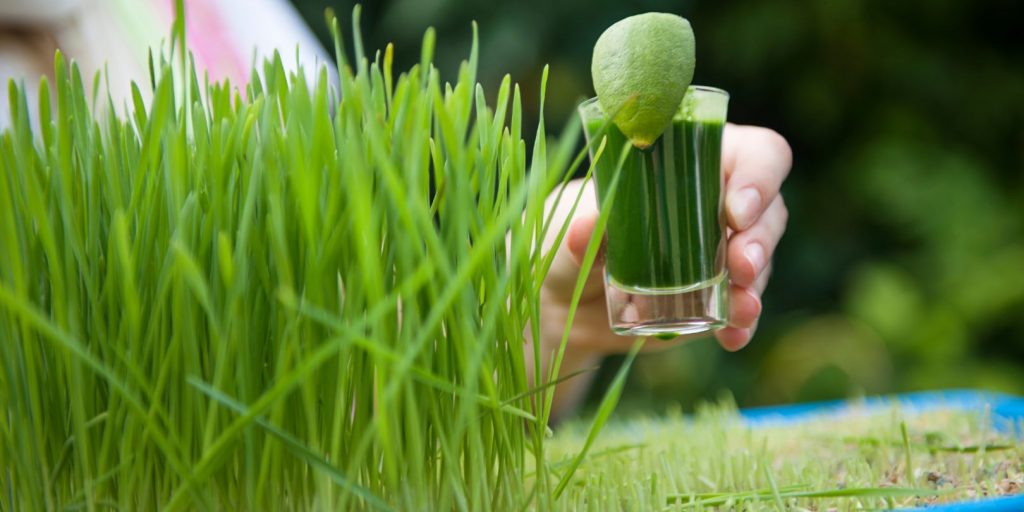 what-is-wheatgrass garden gate Wheatgrass
