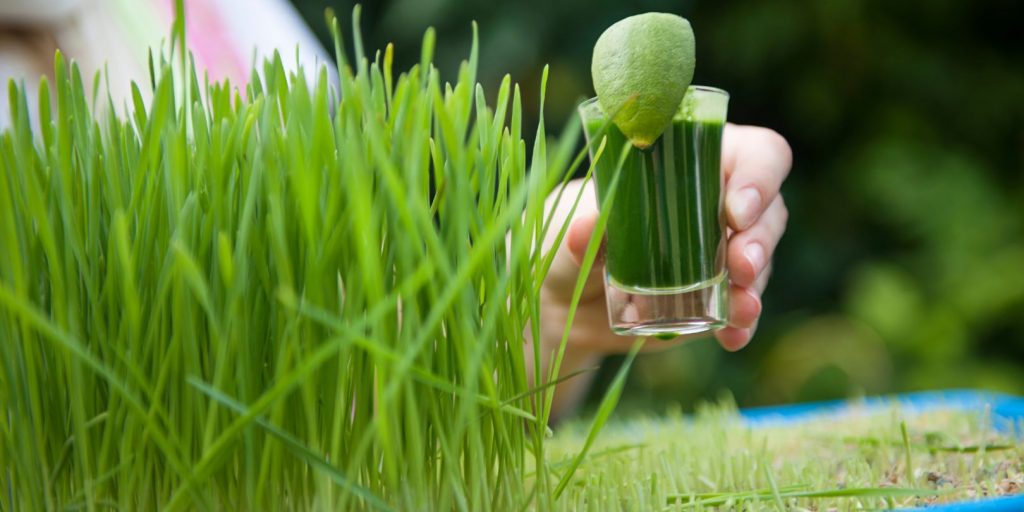 Wheatgrass