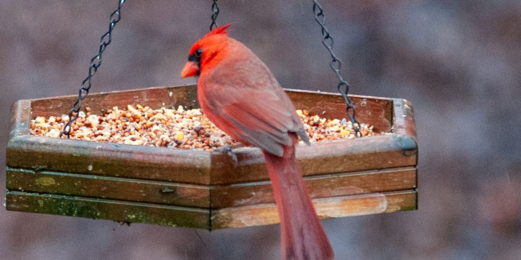 cardinal feeding at bird feeder in carolina