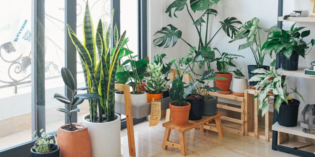 Potted Green Indoor Plants