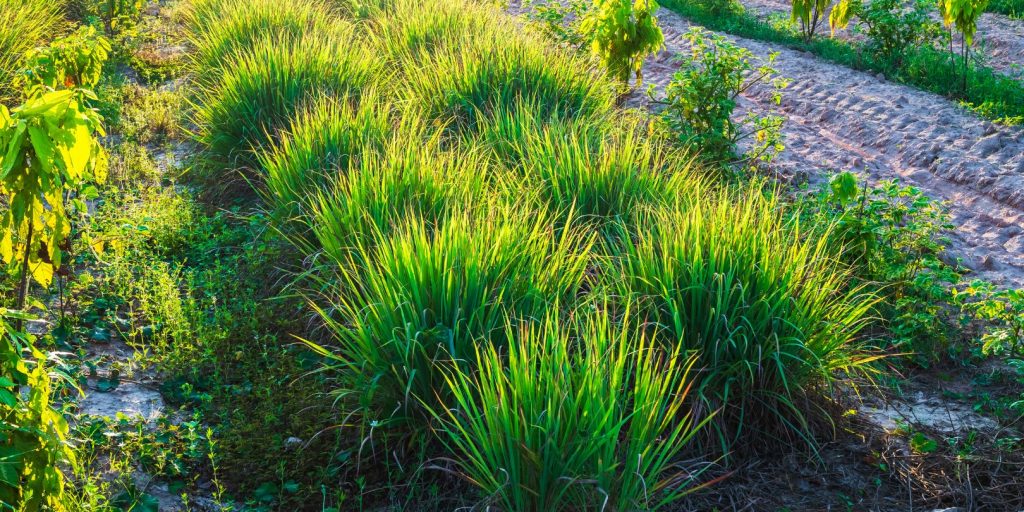 Lemongrass Clump