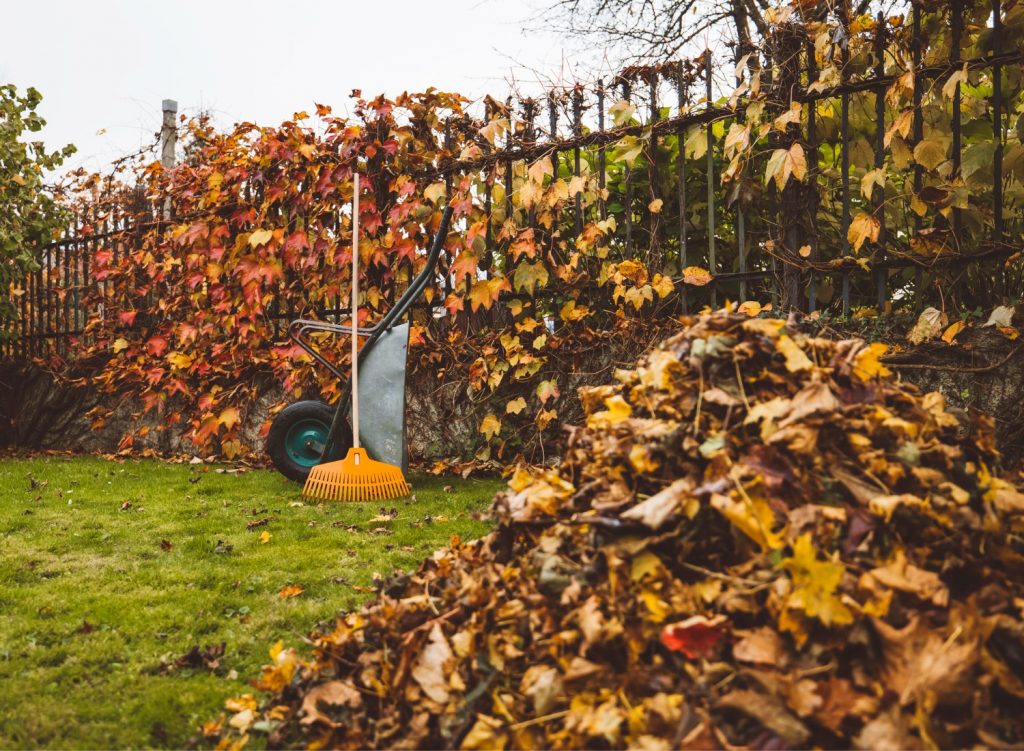 Pile of fall fall leaves with a rake in the background