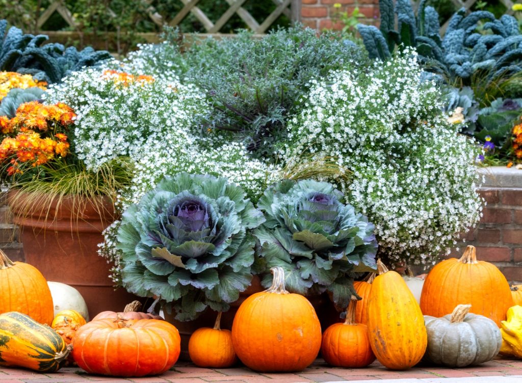 Fall plants and pumpkins