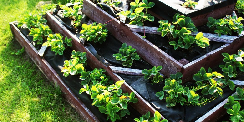 Strawberries Grows up in Raised Garden Bed. Pyramid Raised Garden