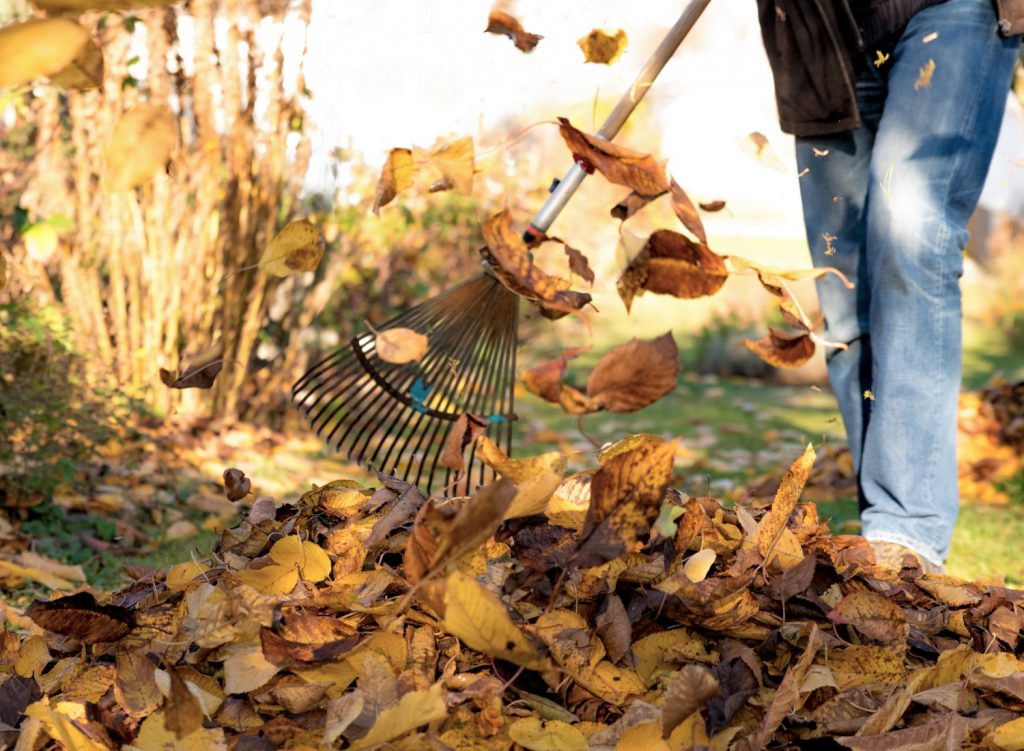 Person raking leaves in the fall