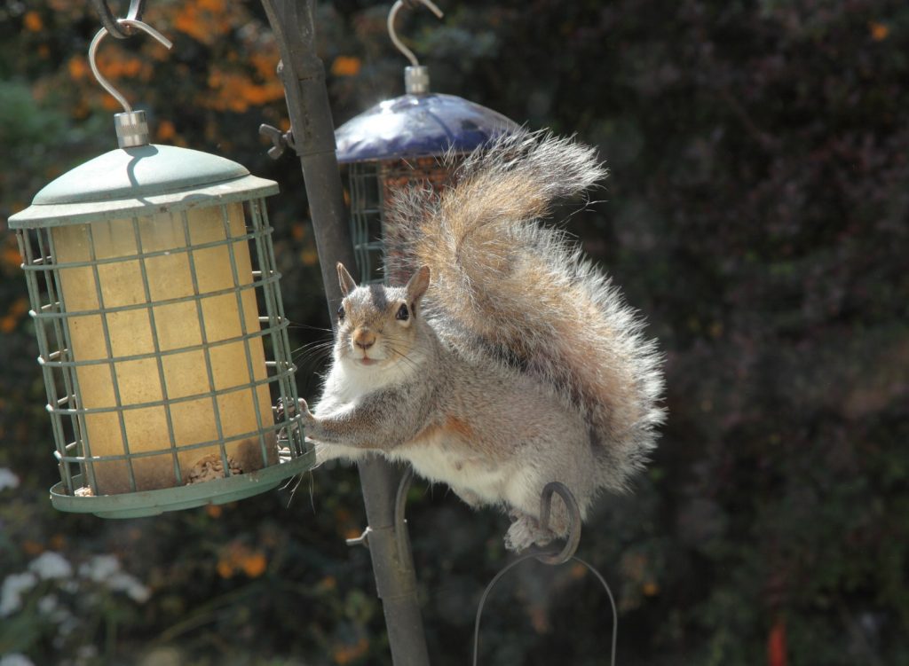 A squirrel on a bird feeder