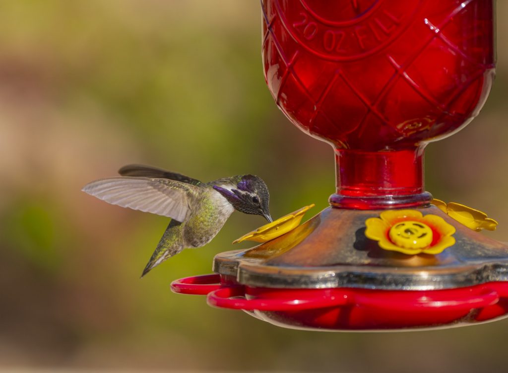 costas-hummingbird-at-a-feeder.jpg_s=1024×1024&w=is&k=20&c=viNeIt3TPBvOmxnQcQ9QdomIOPrjUtuTqSg-irhwSfs= Hummingbird eating from a feeder