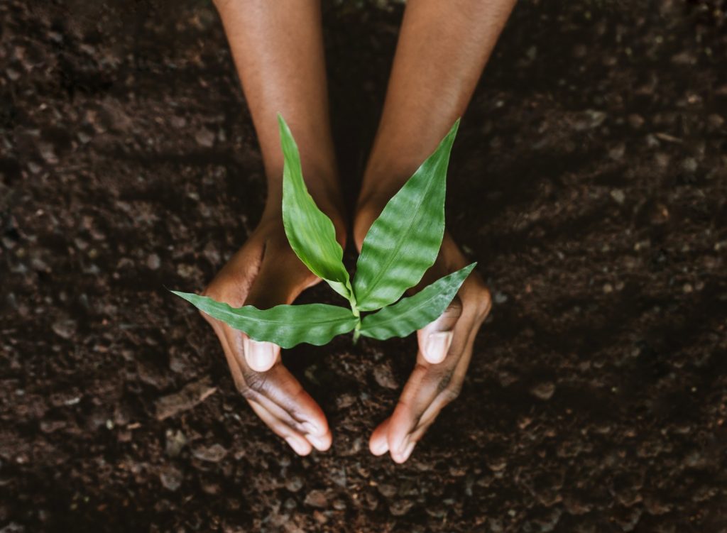 Woman's hands around a plant in soil