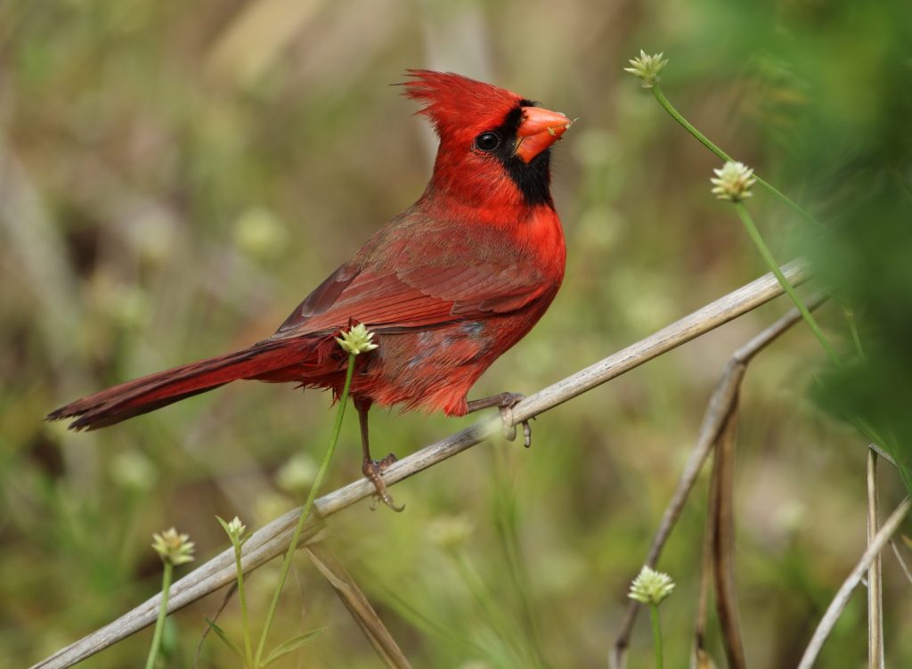 Cardinal perched on a branch